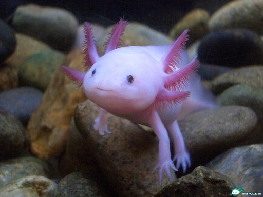 axolotl-2.jpg