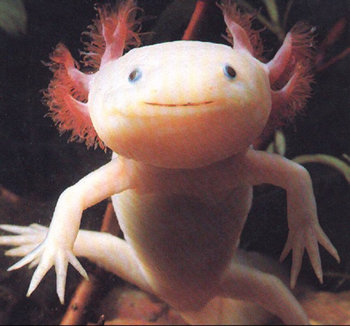 axolotl-3.jpg