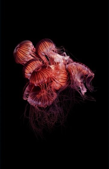 meduse-Chrysaora-achlyos2.jpg