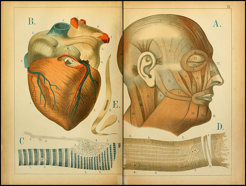 atlas anatomie enfant 01 Atlas anatomique pour écoliers en 1879  information histoire design 