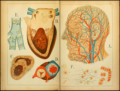 atlas anatomie enfant 02 Atlas anatomique pour écoliers en 1879  information histoire design 