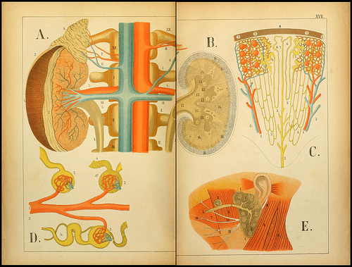 atlas anatomie enfant 03 Atlas anatomique pour écoliers en 1879  information histoire design 
