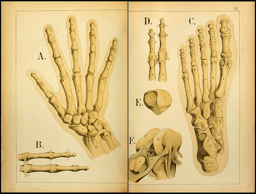 atlas anatomie enfant 04 Atlas anatomique pour écoliers en 1879  information histoire design 