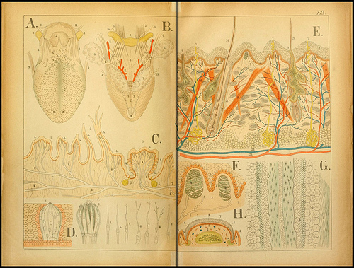 atlas anatomie enfant 06 Atlas anatomique pour écoliers en 1879  information histoire design 
