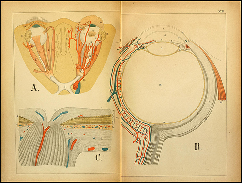 atlas anatomie enfant 07 Atlas anatomique pour écoliers en 1879  information histoire design 
