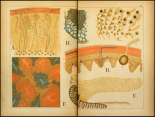 atlas anatomie enfant 08 Atlas anatomique pour écoliers en 1879  information histoire design 