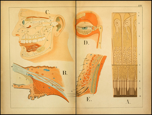 atlas anatomie enfant 09 Atlas anatomique pour écoliers en 1879  information histoire design 
