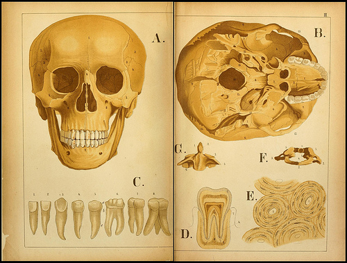atlas anatomie enfant 10 Atlas anatomique pour écoliers en 1879  information histoire design 