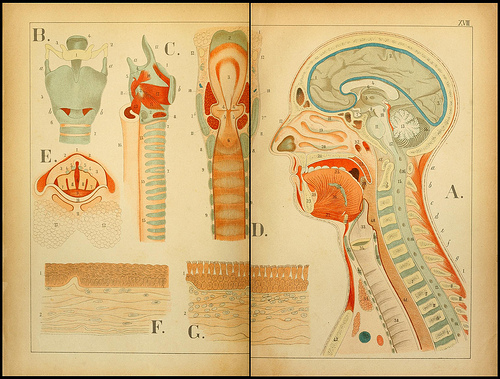 atlas anatomie enfant 11 Atlas anatomique pour écoliers en 1879  information histoire design 