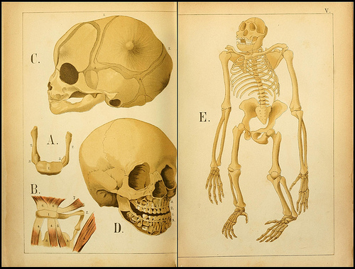atlas anatomie enfant 12 Atlas anatomique pour écoliers en 1879  information histoire design 