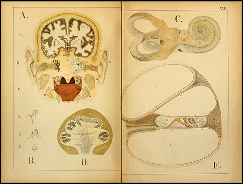 atlas anatomie enfant 13 Atlas anatomique pour écoliers en 1879  information histoire design 