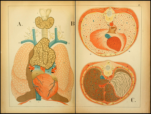 atlas anatomie enfant 14 Atlas anatomique pour écoliers en 1879  information histoire design 