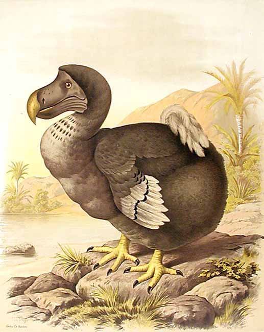 Dodo-dronte-oiseau-03.jpg