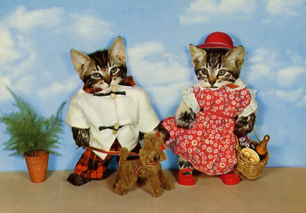 Chiens et chats dans des cartes postales insolites