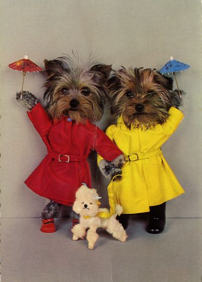 carte postale wtf chat chien 08 Chiens et chats dans des cartes postales insolites