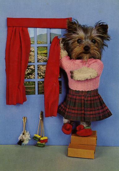 carte postale wtf chat chien 11 Chiens et chats dans des cartes postales insolites