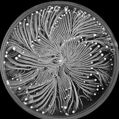 vie petri bacterie jardin 03 De la vie dans le petri  technologie art 