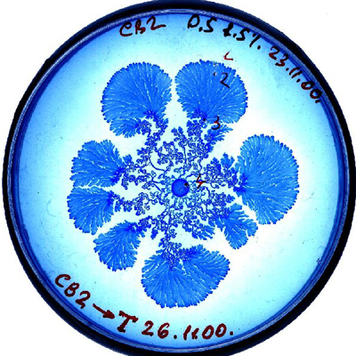 vie petri bacterie jardin 06 De la vie dans le petri  technologie art 