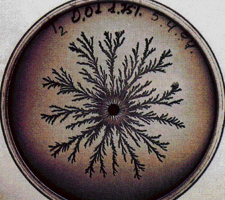 vie petri bacterie jardin 11 De la vie dans le petri  technologie art 