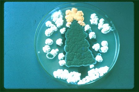 vie petri bacterie jardin 14 De la vie dans le petri  technologie art 