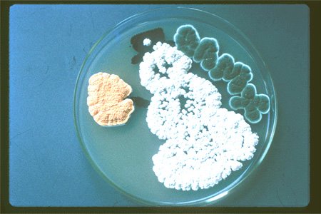 vie petri bacterie jardin 15 De la vie dans le petri  technologie art 