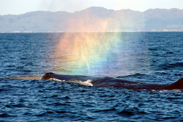 baleine arcenciel Une baleine fait un arc en ciel 