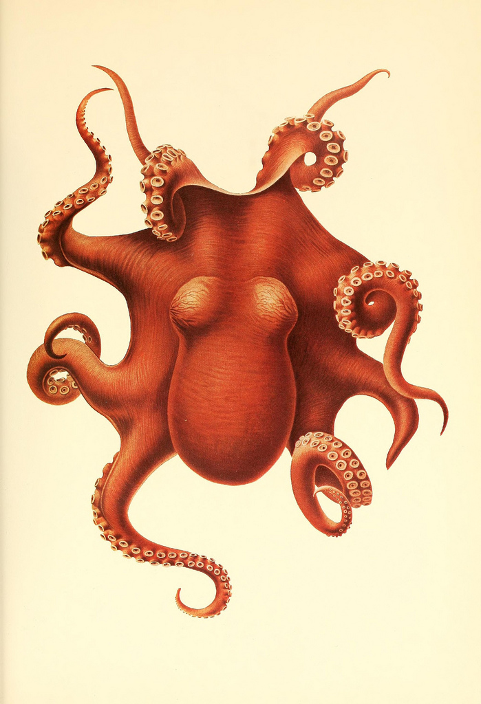 dessin illustration poulpe cephalopode 01 Dessins et illustrations de céphalopodes  bonus 