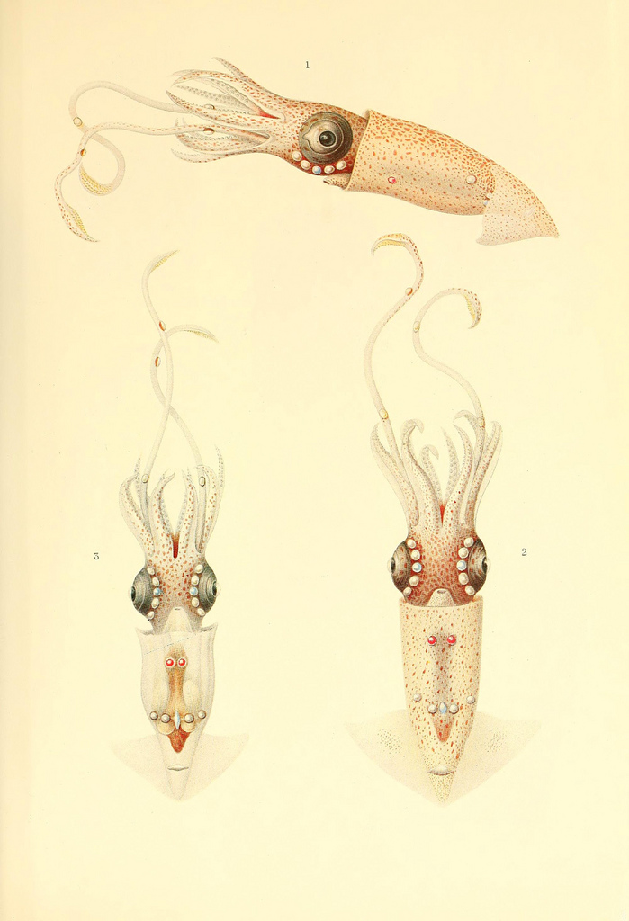 dessin illustration poulpe cephalopode 03 Dessins et illustrations de céphalopodes  bonus 