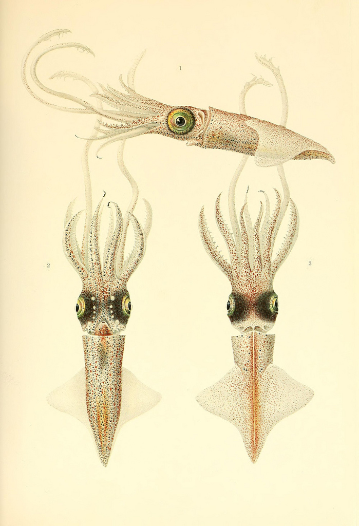 dessin illustration poulpe cephalopode 07 Dessins et illustrations de céphalopodes  bonus 