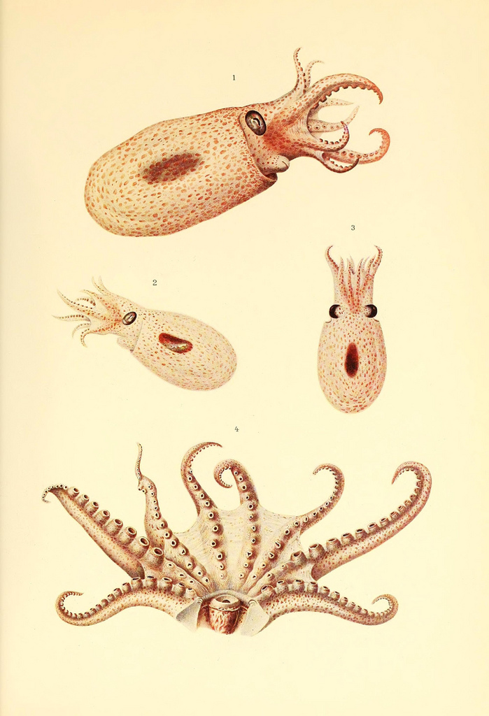 dessin illustration poulpe cephalopode 08 Dessins et illustrations de céphalopodes  bonus 