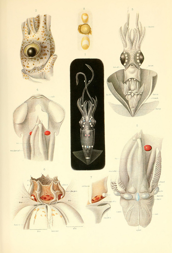 dessin illustration poulpe cephalopode 09 Dessins et illustrations de céphalopodes  bonus 