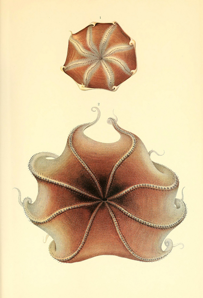 dessin illustration poulpe cephalopode 10 Dessins et illustrations de céphalopodes  bonus 