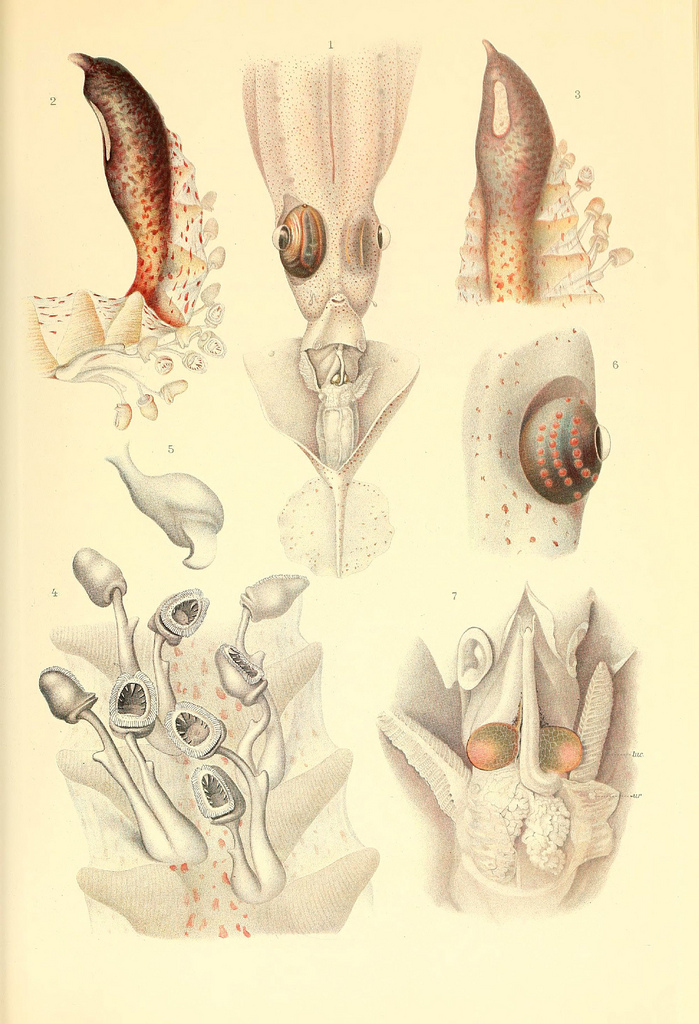 dessin illustration poulpe cephalopode 11 Dessins et illustrations de céphalopodes  bonus 