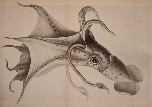 dessin illustration poulpe cephalopode 13 Dessins et illustrations de céphalopodes  bonus 