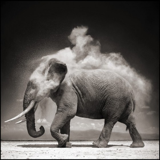 animal-afrique-savanne-nick-brandt-01