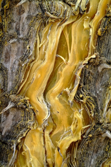 ecorce-arbre-01