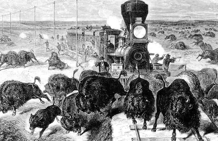passager train massacre bison Lextermination du bison américain 