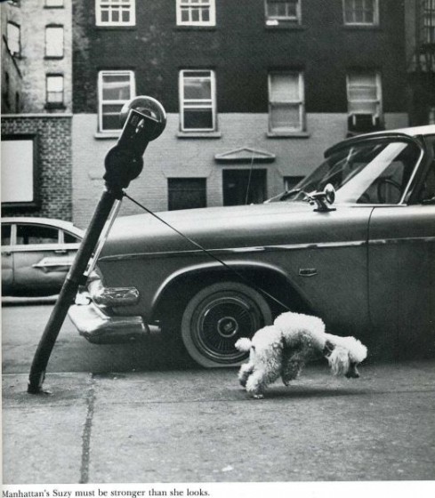 humour-drole-photo-life-magazine-01