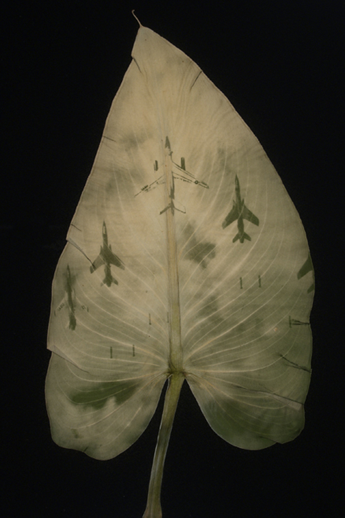 tirage photo feuille chlorophile 04 Tirages sur feuilles grâce à la chlorophylle 