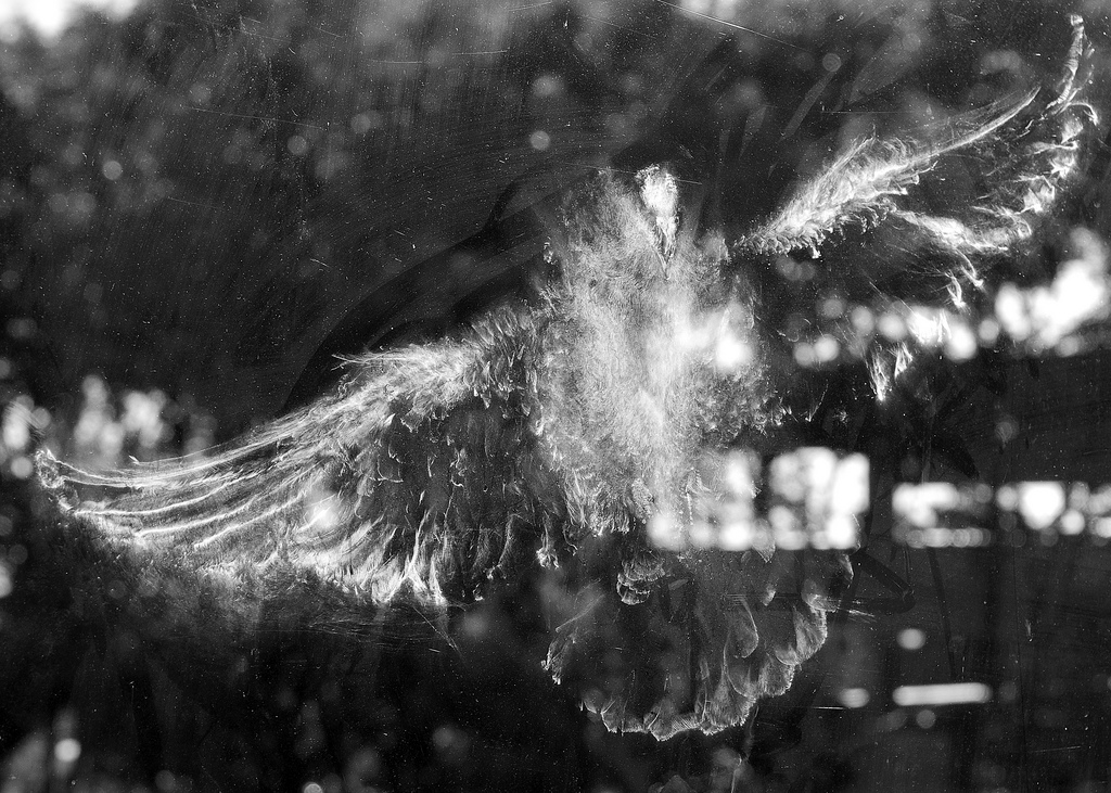 trace oiseau vitre poudre 02 Traces laissées par des oiseaux qui heurtent des vitres  photo divers 