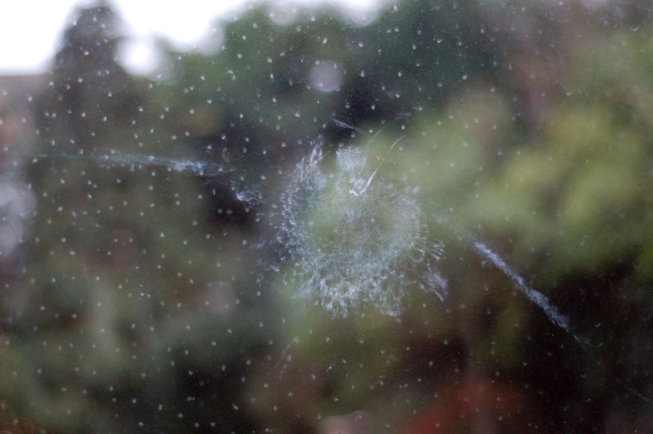 trace oiseau vitre poudre 11 Traces laissées par des oiseaux qui heurtent des vitres  photo divers 