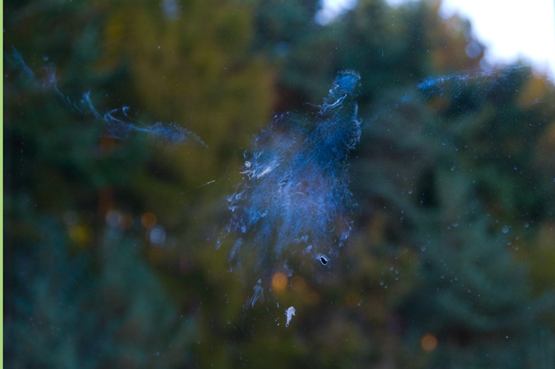 trace oiseau vitre poudre 12 Traces laissées par des oiseaux qui heurtent des vitres  photo divers 