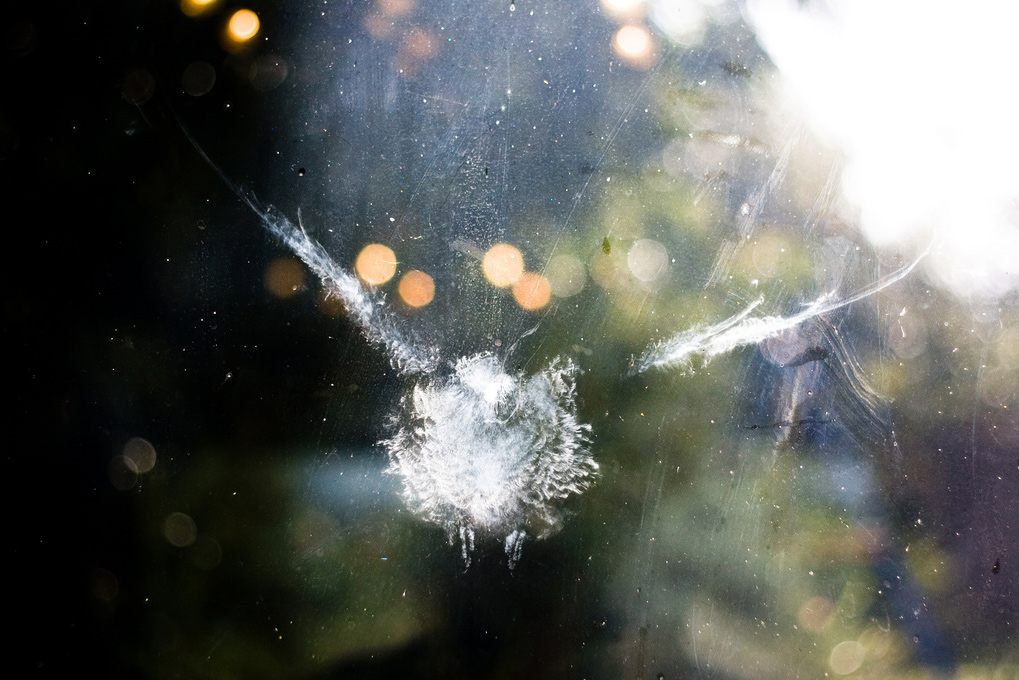 trace oiseau vitre poudre 15 Traces laissées par des oiseaux qui heurtent des vitres  photo divers 