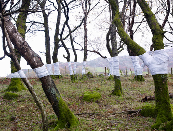 Des arbres emballés arbre emballage 01 arbre emballage 01 Des arbres emballés photo bonus art