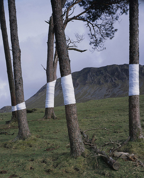 Des arbres emballés arbre emballage 02 arbre emballage 02 Des arbres emballés photo bonus art