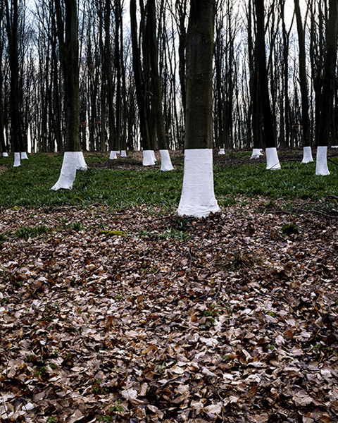 Des arbres emballés arbre emballage 03 arbre emballage 03 Des arbres emballés photo bonus art