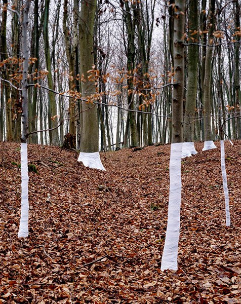 Des arbres emballés arbre emballage 05 arbre emballage 05 Des arbres emballés photo bonus art
