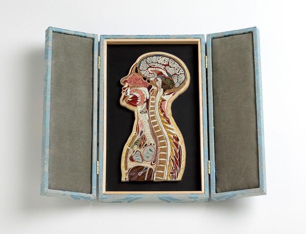 coupe anatomie papier 01 Coupes anatomiques en tranches de papier  technologie bonus art 