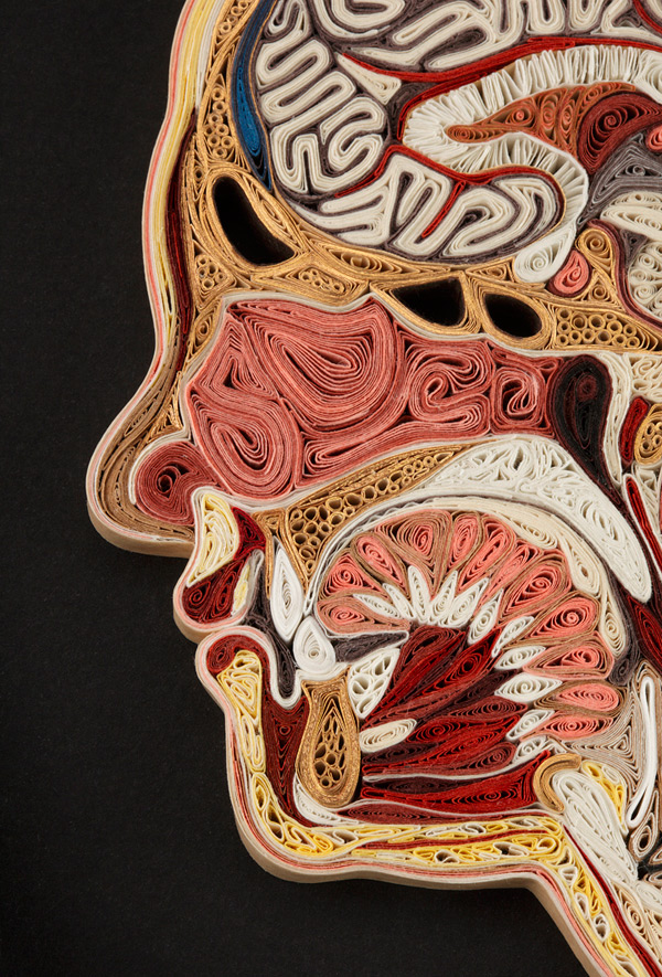 coupe anatomie papier 07 Coupes anatomiques en tranches de papier  technologie bonus art 