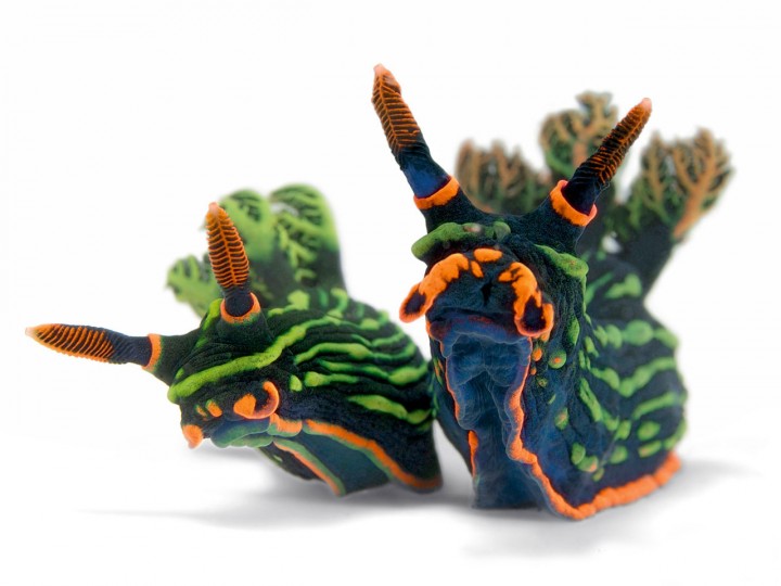 nudibranches 01 720x540 Les nudibranches  information divers bonus 